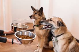 Check spelling or type a new query. 2020 Pet Food Trends Grain Vs Grain Free Which Is Best For Your Pet Alphia
