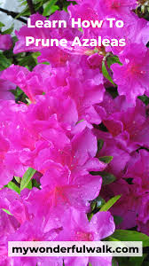 How To Prune Azaleas My Wonderful Walk Azalea Flower Azaleas Landscaping Azaleas Care