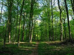 ‫غابة‬‎ ile ilgili görsel sonucu