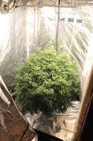 As all other cob led grow lights, you will get a full spectrum of light output for your cannabis plants. Led Grow Light Quality Grasscity Forums The 1 Marijuana Community Online
