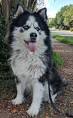 Alaskan Malamute & Siberian Husky Mix: Pictures ...