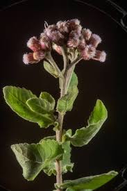 Image result for Pluchea dioscoridis