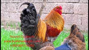 Black, blue exchequer, birchen and barred have appeared over the years but none have been very popular. Gold Blue Partridge Brahma Biggest Rooster Giant Rooster Youtube