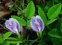 Image result for Clitoria