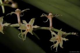 Image result for Tridactyle