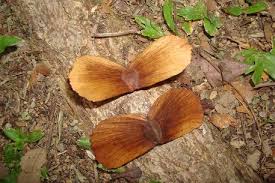 Image result for Terminalia superba