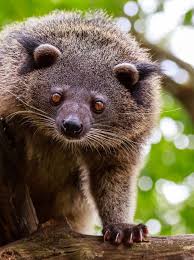 Touch the animals as they come and go on screen to see them jump, cry, roll over, and much more! 7 Unique Hybrid Animals You Won T Believe Exist Wanderlust