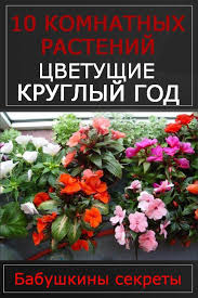 горшечные растения комнатные цветы фото и названия и уход за ними 10 Samyh Neprihotlivyh Komnatnyh Cvetov Cvetushih Kruglyj God Plants 10 Things