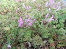 Image result for Chlorophytum amplexicaule