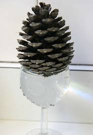 Une Experience Avec Une Pomme De Pin La Cabane A Idees Pomme De Pin Experience Scientifique Enfant Experience Enfant