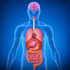 Berdasarkan gambar struktur badan golgi diatas, dapat anda temukan istilah daerah cis dan daerah trans. Berapa Sebenarnya Jumlah Organ Di Tubuh Manusia Teknologi Bisnis Com