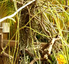 Image result for Microcoelia exilis