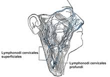 We did not find results for: Cervical Lymphadenopathy Wikipedia