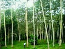 Bagi anda yang sedang mencari tanah untuk usaha , dekat pandaan , pasuruan, bangil , ajalan propinsi bila anda berminat dengan rumah yg kami tawar kan bisa menghubungi: Tanah Kebun Dijual Di Senduro Kecamatan Senduro Lumajang Lumajang Properti