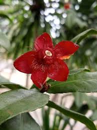 Image result for Cleistanthus