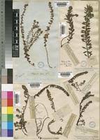 Image result for Laurembergia repens