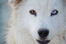 Pin By Alysha Grosz On Dogs Wolf With Blue Eyes Animals Albino Animals