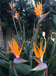 Arizona Desert Bird Of Paradise Winter In Southern California Plant Edition California Plants Architectural Plants Desert Landscaping