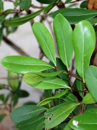 Image result for Xylocarpus