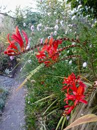 Image result for Freesia grandiflora