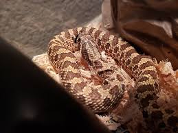 Check spelling or type a new query. My Noodle Hognose Seems Pretty Wrinkly Is There Something Wrong Stuck Shed Maybe Snakes