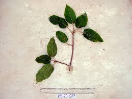 Image result for Ficus scassellatii