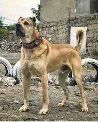 Asalet Anadolu Kangal04 Anadolu Kangal04 Anadolu Kangal04 Kangal Malakli Akbas Capar Kafkas Alabai Dog Do Alabai Dog Big Dogs Dogs