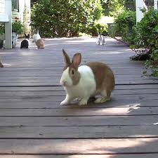 You may prefer to wash their face, neck, hands have everything you need at hand: Dutch Rabbit Breed Info Lafeber Co Small Mammals