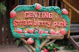Book genting highlands hotels book genting highlands holiday packages. Tripadvisor Genting Highlands Strawberry Farm Batu Caves Tour From Kuala Lumpur Provided By Ajs Asia Travel Tours Sdn Bhd Wilayah Persekutuan