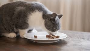 Because it is hard to eat and digest. Can Cats Eat Vegetables My British Shorthair