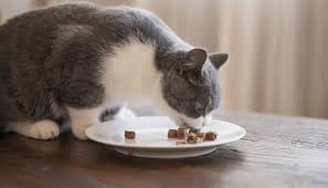 Cats can eat fresh, frozen or cooked peas. Can Cats Eat Vegetables My British Shorthair