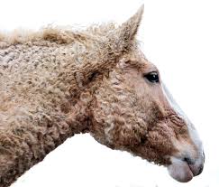 The Bashkir Curly Is A Hardy Breed Which Comes In A Range Of Conformation And Body Types These Horses Are Known For Having A Gr Horses Rare Horses Curly Horse