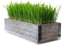We found wheat grass at marsh and figured it would probably be healthier for them anyways. Benefits And Best Oats And Wheatgrass For Cats Pet Care Advisors