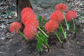 Image result for Scadoxus