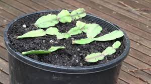 Christmas cactus is a popular houseplant because of its dazzling lilac or pink tubular flowers that bloom for a long time. How To Propagate Christmas Cactus Epiphyllum Or Zygocactus Youtube