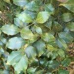 Image result for Cryptocarya woodii