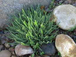 Fingertips Dudleya Edulis