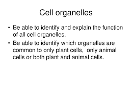 Feb 27, 2020 · correspondingly, what are the 9 organelles in an animal cell? Cell Organelles Be Able To Identify And Explain The Function Of All Cell Organelles Be Able To Identify Which Organelles Are Common To Only Plant Cells Ppt Download