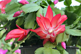 They also tend to have a more pendulous growing habit than the thanksgiving cactus. Christmas Cactus Fairview Garden Center Raleigh Nc