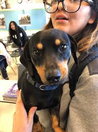 Lost dog found in Attleboro, seeking owner information