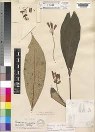 Image result for Voacanga chalotiana