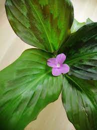 Kaemferia Or Known As Peacock Ginger Oc Ginger Plant Plant Fungus Plant Leaves