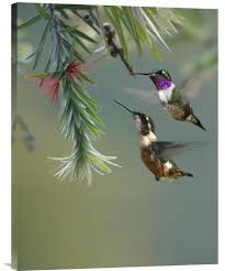 Feng Shui Painting White Bellied Woodstar Hummingbird Male And Female Resimler Kus Kelebekler