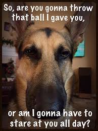That S Baren Sometimes He Ll Keep The Ball And Expect Me To Chase Him Dog Jokes German Shepherd Funny German Shepherd Memes