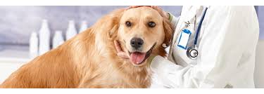 Tramadol For Dogs Usage Dosage Side Effects