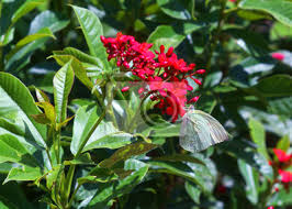 Egal ob grünpflanzen oder bunte. Blume Natur Rot Pflanze Blumen Garten Grun Blute Rosa Fototapete Fototapeten Myloview De
