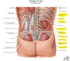 Near the upper surface, toward the back ventral: Med Glomerulo Nephritis Kidney Anatomy Human Heart Anatomy Kidney Anatomy Anatomy