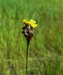 Image result for Xyris aristata