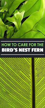 Birds Nest Fern Safe For Cats Birds Nest Fern How To Grow And Care For Asplenium Species Epic Gardening Bird Nest Fern Bird Nest Ferns Care