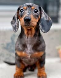 How Cute Is This Dapple Daschund Puppy Dapple Dachshund Daschund Puppies Dachshund Dog